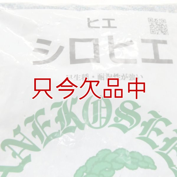 シロヒエ｜早生種【1kg】