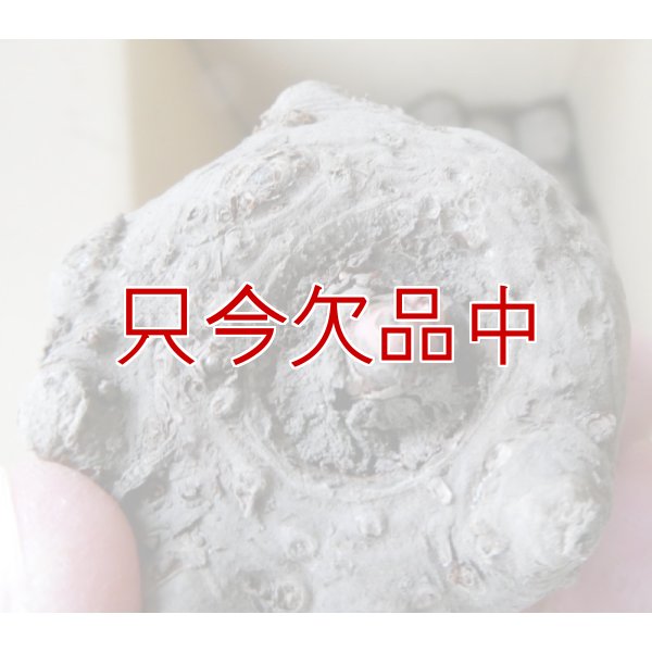 あかぎおおだま（こんにゃく農林2号）