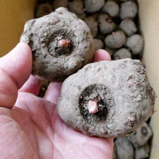 三州ショウガ|タネしょうが(小生姜)【500g】種生姜|野菜の苗 三州ショウガ|タネしょうが(小生姜)【500g】種生姜|野菜の苗