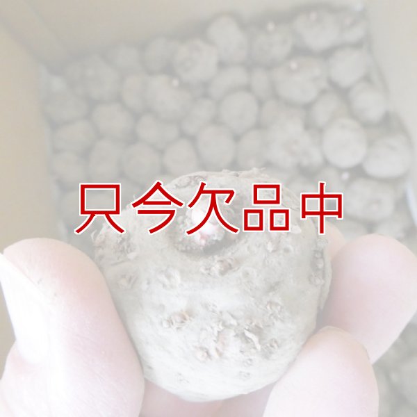 コンニャク種芋｜在来種