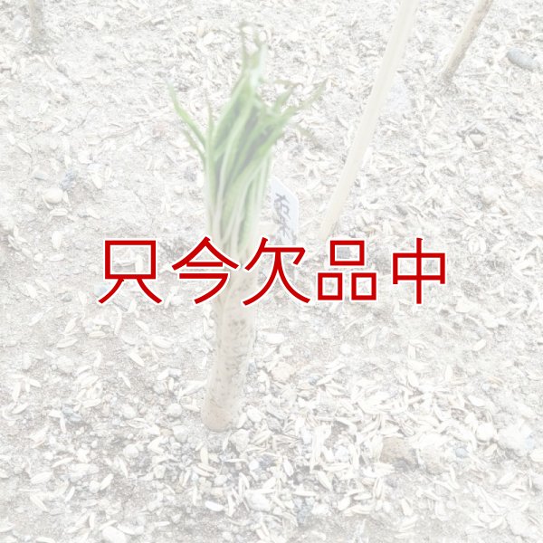 コンニャク芋（在来種）の発芽（2022.06.05撮影）