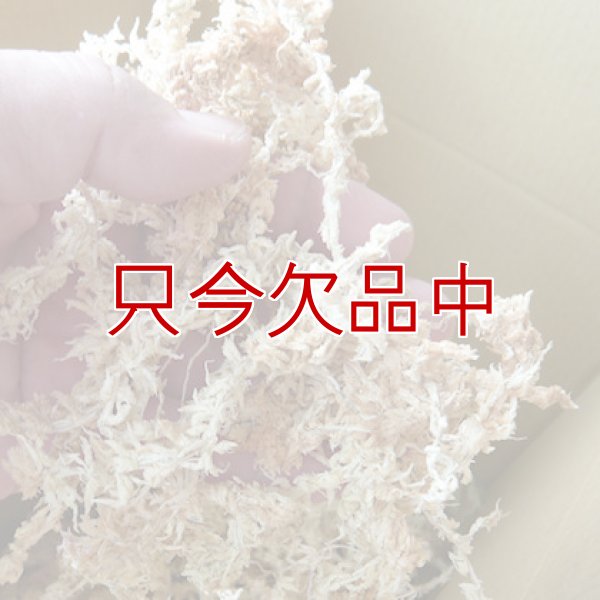 ペルー産ミズゴケ[A級] 【3kg / 240L】Inka Moss【プレミアム水苔】