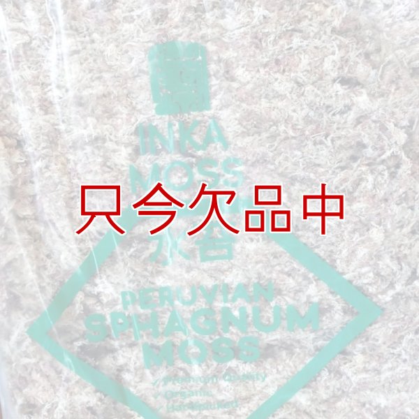 ペルー産ミズゴケ[A級] 【3kg / 240L】Inka Moss【プレミアム水苔】