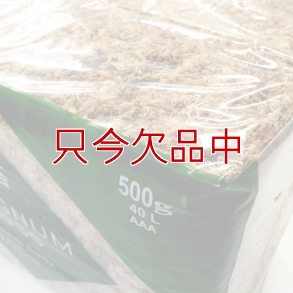 ペルー産ミズゴケ[AAA級] 【500g / 40L】Inka Moss【プレミアム水苔】