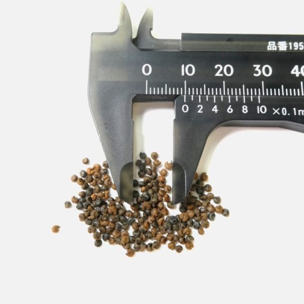 クレオメの種子【1ml】