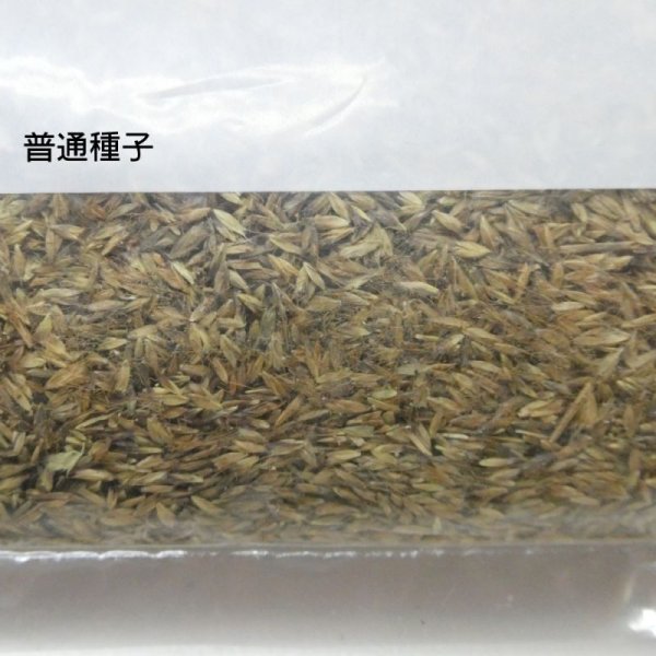 ローズグラス|カタンボラ普通種子