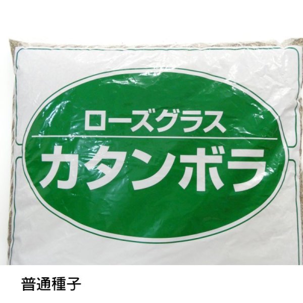 ローズグラス|カタンボラ普通種子