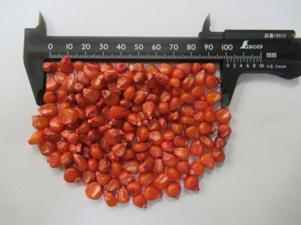 サイレージコーン|飼料用トウモロコシ(中早生種)|NS118スーパー