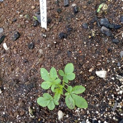 画像1: クレオメの種子【1mL】【180粒以上保証】1年草｜アザミウマの天敵のタバコカスミカメを常駐させる【送料無料】【普通郵便でお届け】