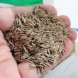 画像2: タフグリーン【1.5L】暑さ寒さに強い西洋芝 ｜Ｊ・ガーデングラス｜カネコ種苗 (2)