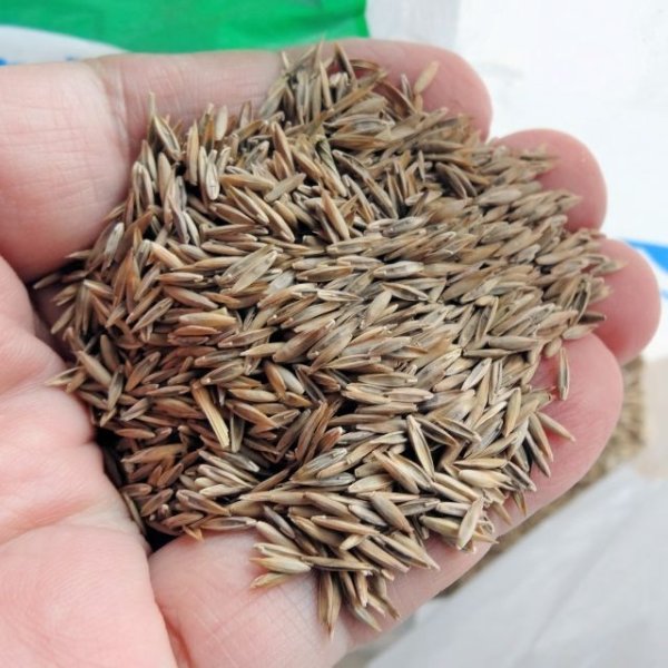 画像2: タフグリーン【1.5L】暑さ寒さに強い西洋芝 ｜Ｊ・ガーデングラス｜カネコ種苗 (2)