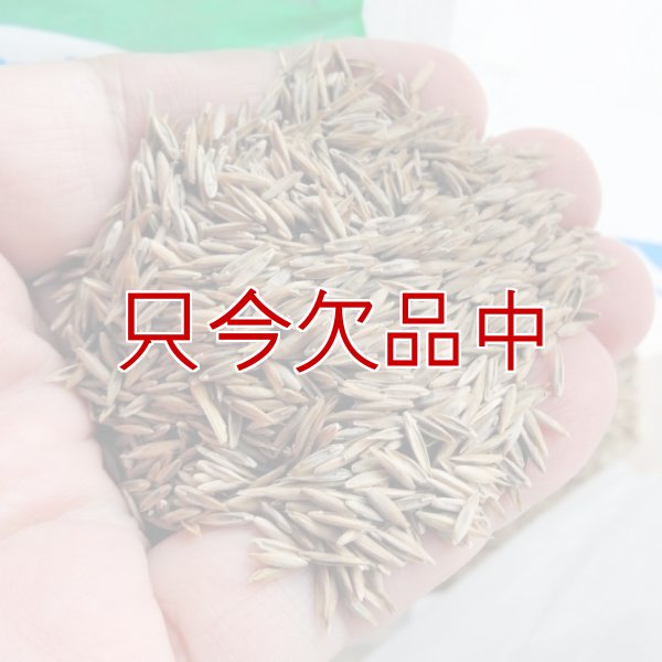 画像2: タフグリーン【1.5L】暑さ寒さに強い西洋芝 ｜Ｊ・ガーデングラス｜カネコ種苗 (2)