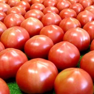 画像1: タキイ-トマト元気液肥（0-5.5-8）【1100cc】桃太郎系トマトの栽培に最適｜窒素0で徒長防止・抑制栽培