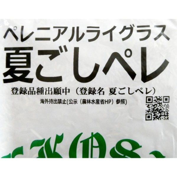 【新発売】【牧草種子】ペレニア新品種｜夏ごしペレ【1kg】