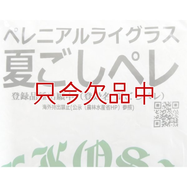 【新発売】【牧草種子】ペレニア新品種｜夏ごしペレ【1kg】