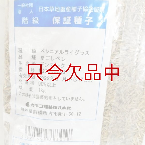 【新発売】【牧草種子】ペレニア新品種｜夏ごしペレ【1kg】