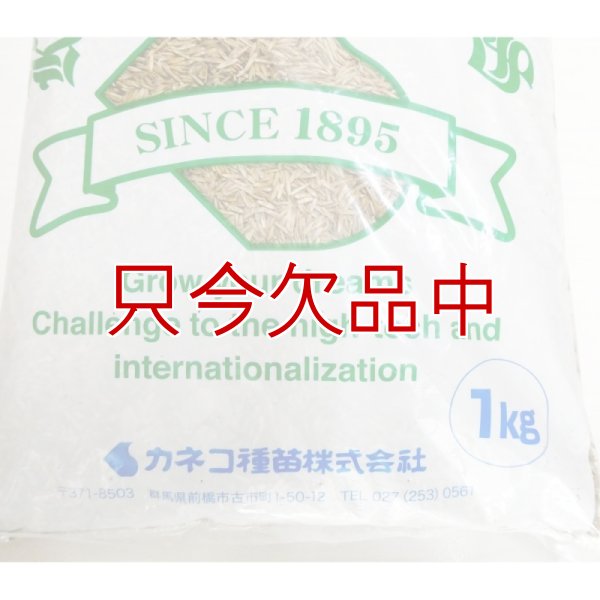 【新発売】【牧草種子】ペレニア新品種｜夏ごしペレ【1kg】