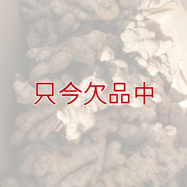 三州ショウガ｜タネしょうが（小生姜）【500g】千葉県産種生姜