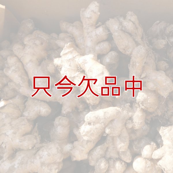 三州ショウガ｜タネしょうが（小生姜）【500g】千葉県産種生姜