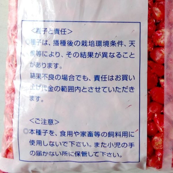 飼料用トウモロコシ|ゴールドデント|KD580