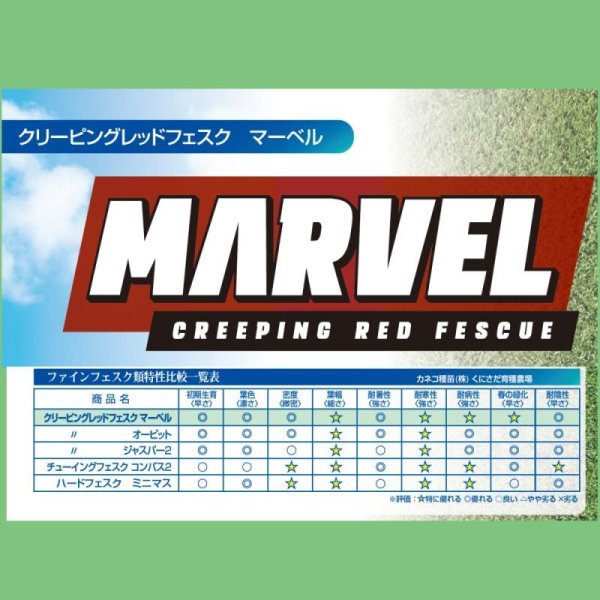 クリーピングレッドフェスク マーベル