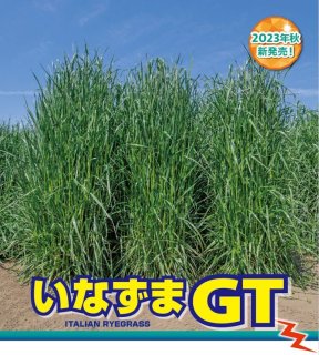 緑肥・牧草種子】グリーンミレット｜ヒエ【中生（乾物収量多収