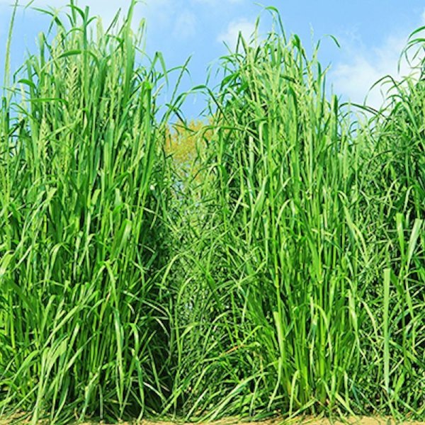 【牧草種子】F1・イタリアンライグラス|ライジン2【早生種/短期利用型】カネコ種苗製