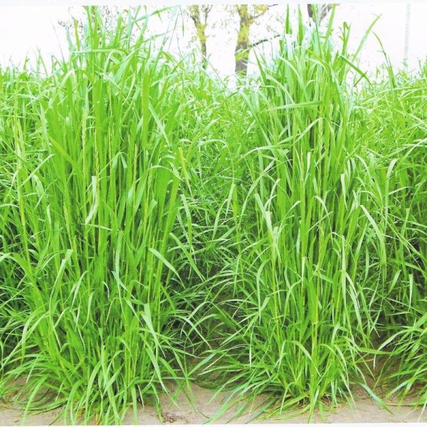 イタリアンライグラス|いなずまGT【早生種】【22.5kg】