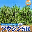 【牧草種子】イタリアンライグラス｜フウジンSR【1kg】【4倍体中晩生種/中期利用型】2023年秋発売新品種｜カネコ種苗製