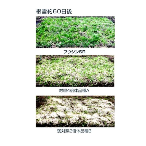 【牧草種子】イタリアンライグラス|フウジンSR【1kg】【4倍体中晩生種/中期利用型】2023年秋発売新品種|カネコ種苗製