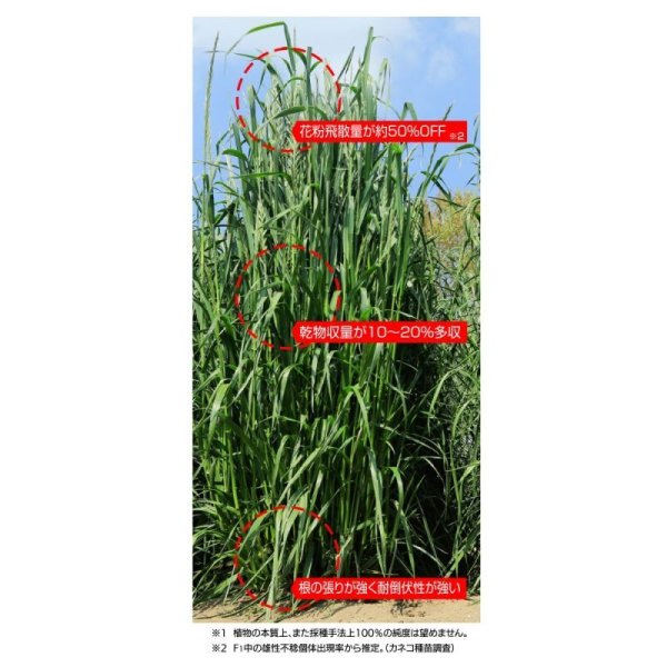 【牧草種子】F1・イタリアンライグラス|ライジン2【早生種/短期利用型】カネコ種苗製