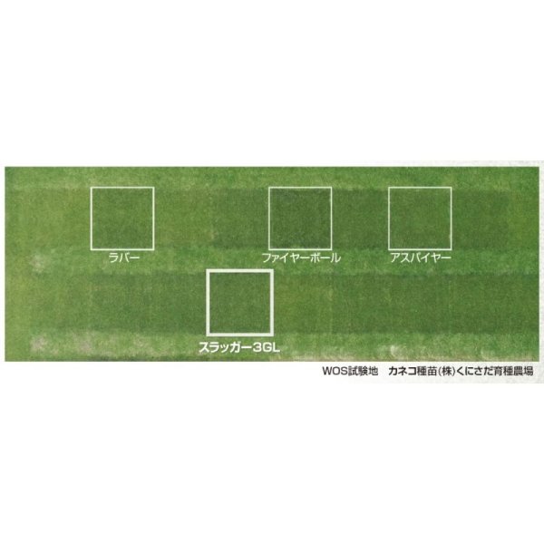 【西洋芝種子】ペレニアルライグラス｜スラッガー3GL｜通年維持管理用