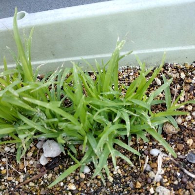 画像1: 【雑穀・牧草種子】シコクビエのタネ｜四石稗【100g】【送料無料】