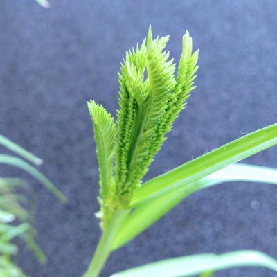 画像2: [極品薄]【雑穀・牧草種子】シコクビエ｜四石稗【1kg】カネコ種苗製