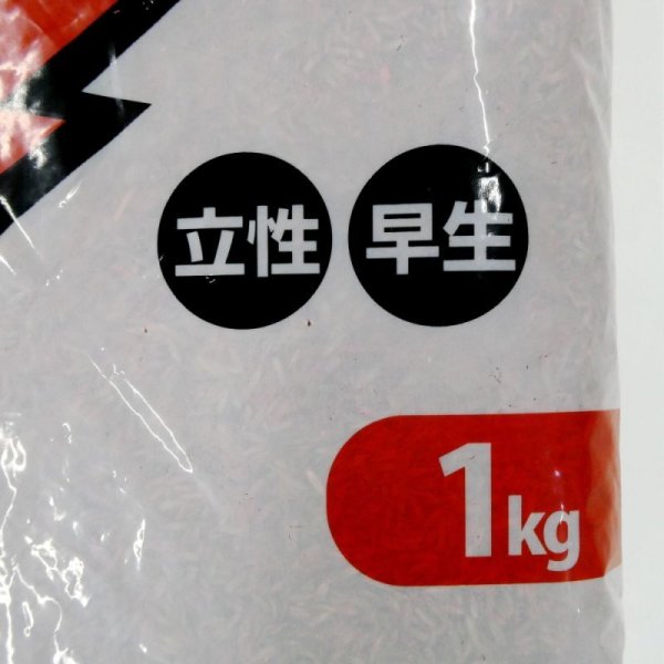 【牧草種子】F1・イタリアンライグラス|ライジン2【1kg】【早生種/短期利用型】カネコ種苗製