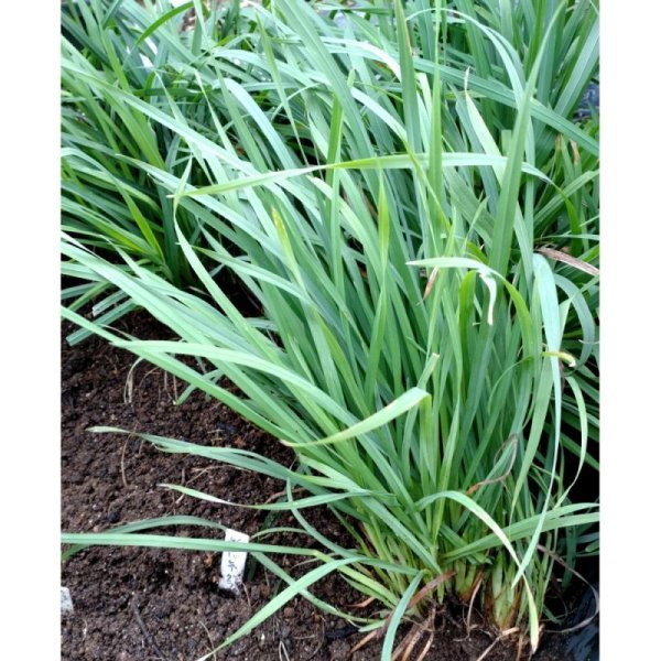 バヒアグラス|ペンサコラ