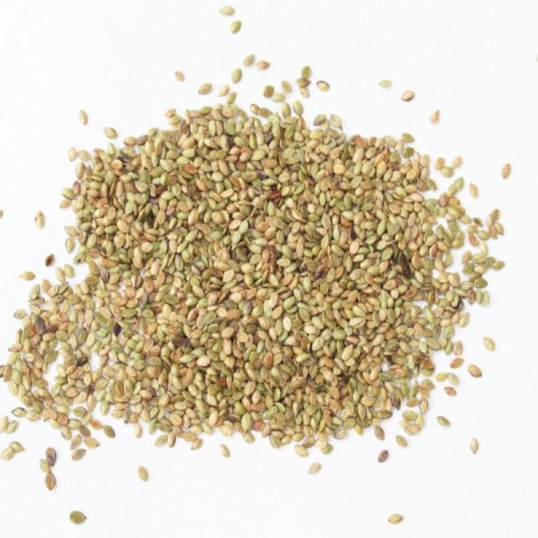 バヒアグラス|ペンサコラ