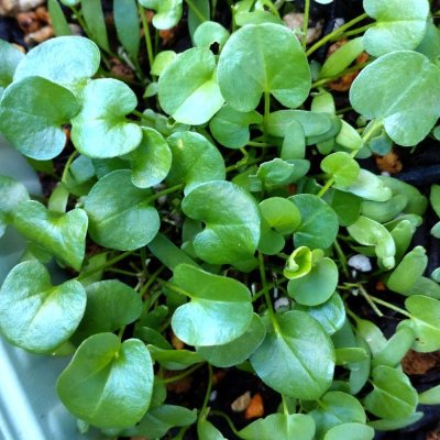 画像2: ダイカンドラ｜景観・グランドカバー｜果樹園の草生栽培に｜カネコ種苗製