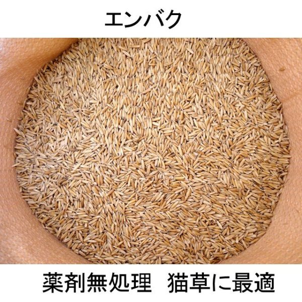 【猫草用種子】えん麦|薬剤無処理品