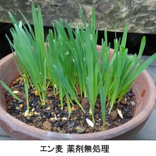 【猫草用種子】えん麦|薬剤無処理品