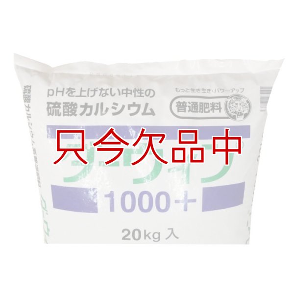 ダーウィン1000+