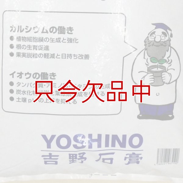 ダーウィン1000+