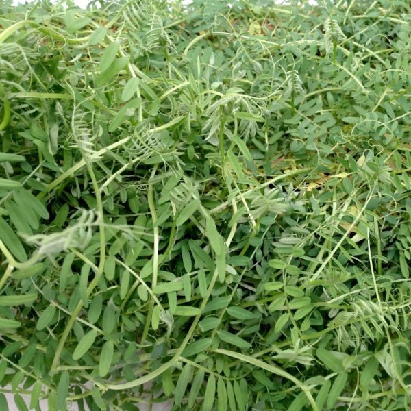 ヘアリーベッチしげまるくん