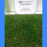 タネ】西洋芝・緑化用 - たまごや商店 (Page 1)