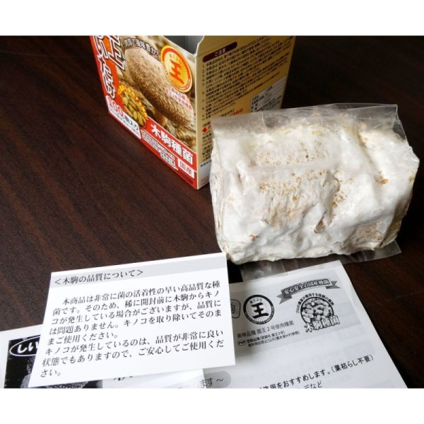木駒種菌｜極上しいたけ-菌王2号（F206）【100駒入り】