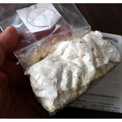 画像1: げんぼくん（90cmｘ3本入り）｜種菌打ち込み用｜キノコ栽培に適した高品質なナラ材｜極上きのこ体験