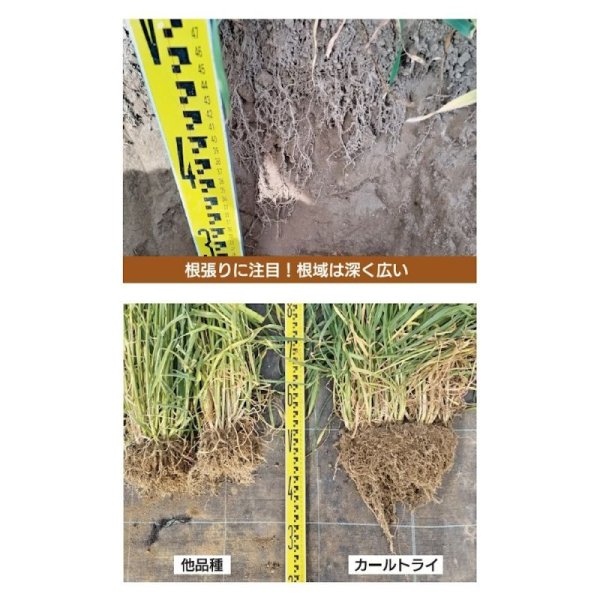 カールトライ008