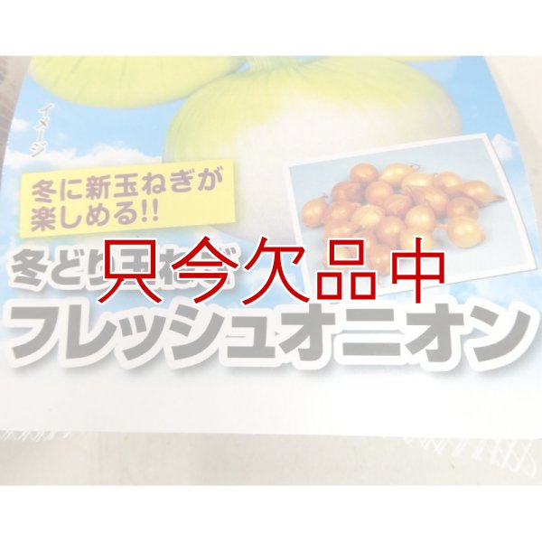 冬どりフレッシュオニオン