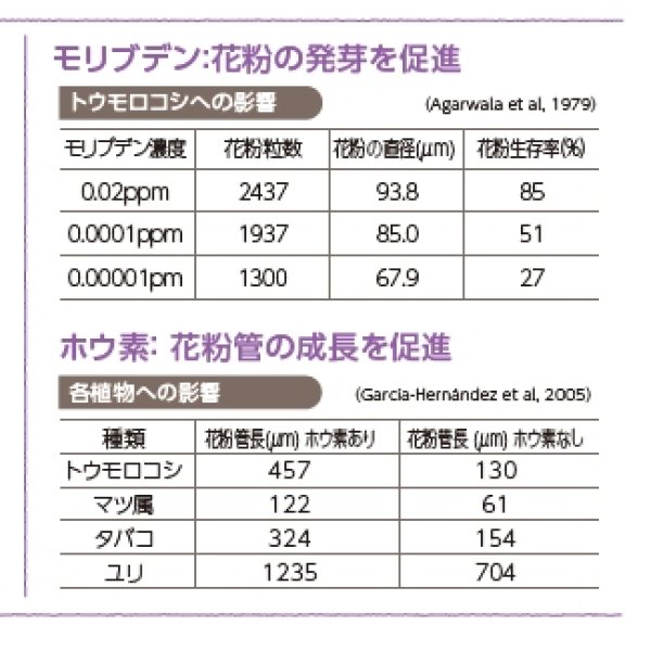 テカミンFlower【1L/1.2kg】TecaminFlower｜花芽の充実に