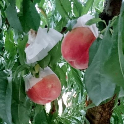 画像3: テカミンフラワー【1L/1.2kg】TecaminFlower｜花芽の充実に、着果促進｜味の素